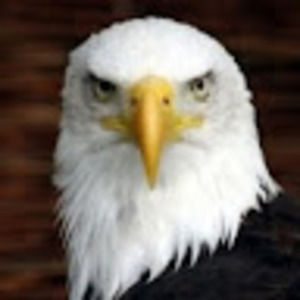 Meet your Posher, Donald